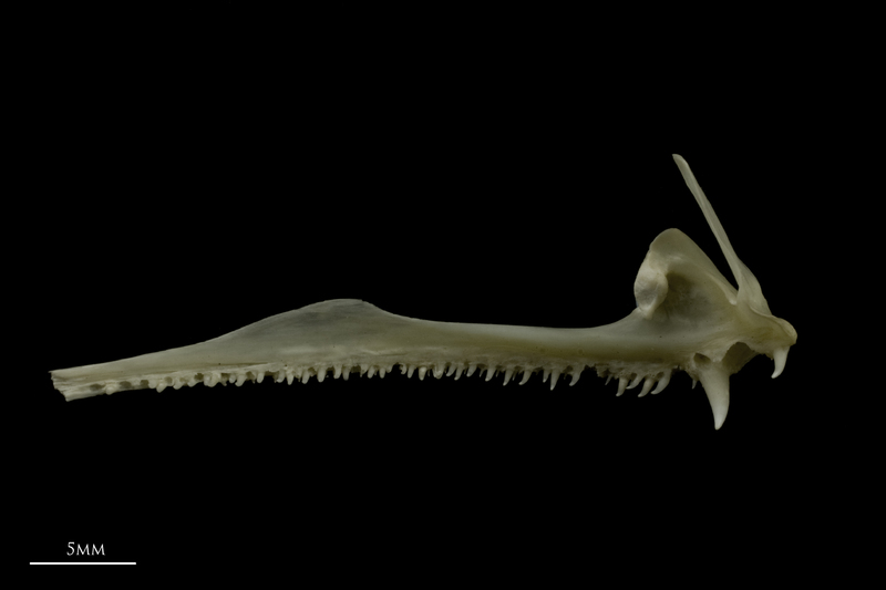 Zander premaxilla medial view