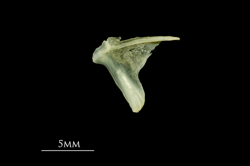 Five-Bearded Rockling opercular medial view