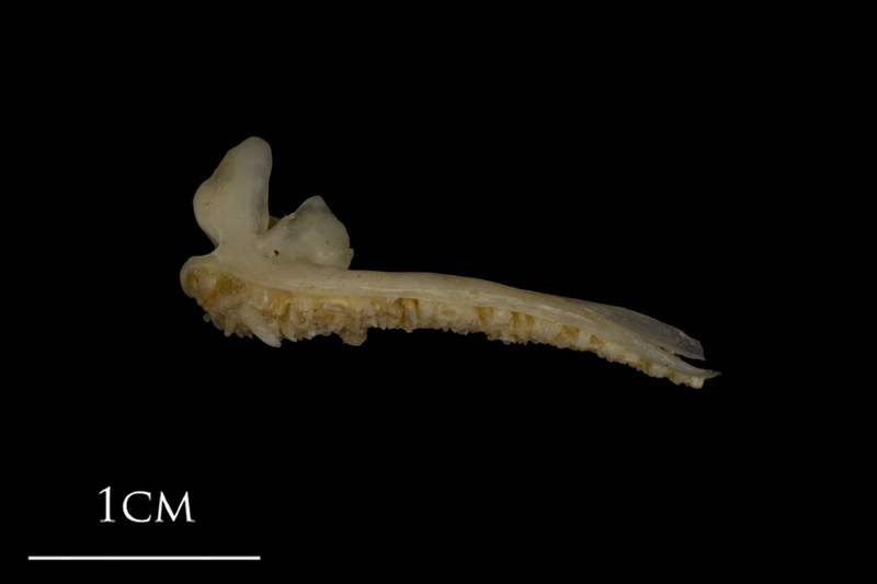 Shore rockling premaxilla lateral view