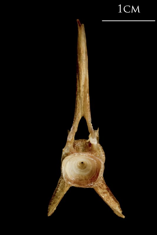 Catfish precaudal vertebra anterior view