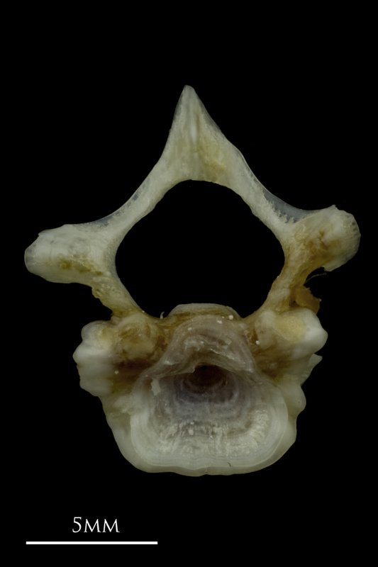 Red gurnard first vertebra anterior view