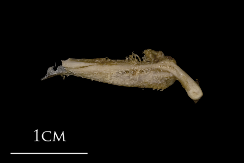 White grouper pharyngeal ventral view