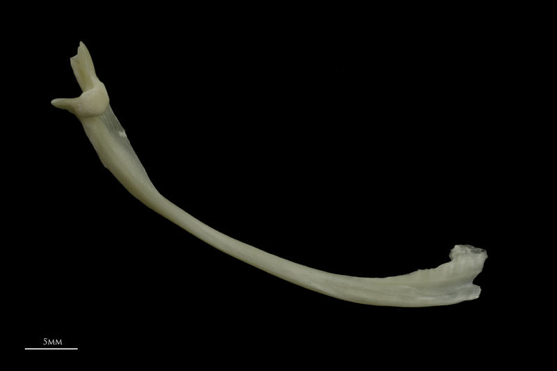 Burbot maxilla medial view