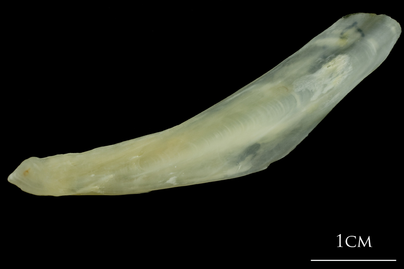 Northern pike supracleithrum medial view