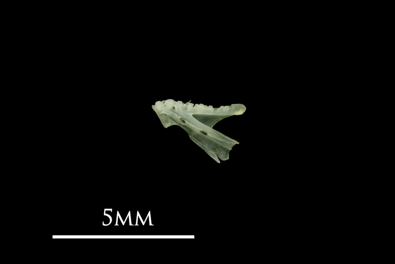 Butterfish dentary lateral view