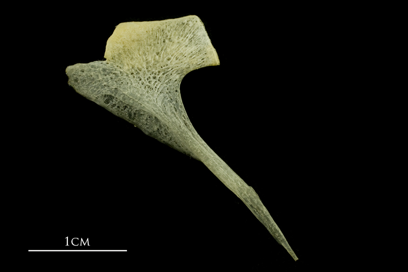 Atlantic mackerel postcleithrum medial view