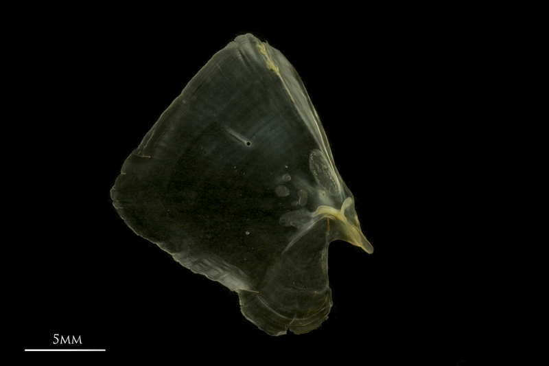 European smelt opercular medial view