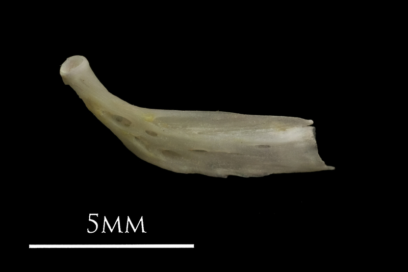 European eel epihyal medial view