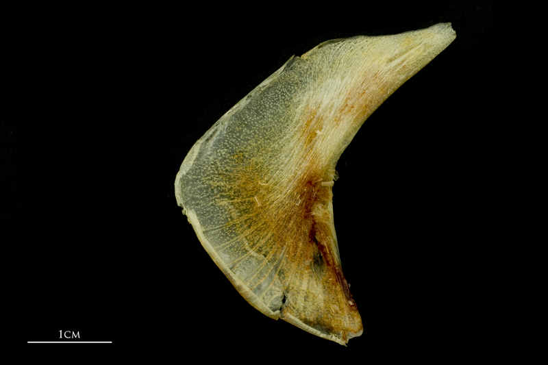 Atlantic mackerel preopercular medial view