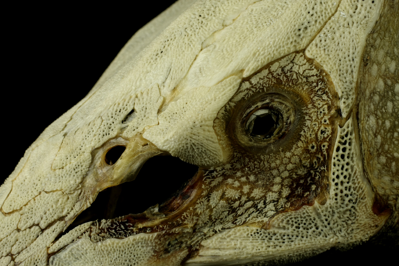 Sturgeon skull lateral view