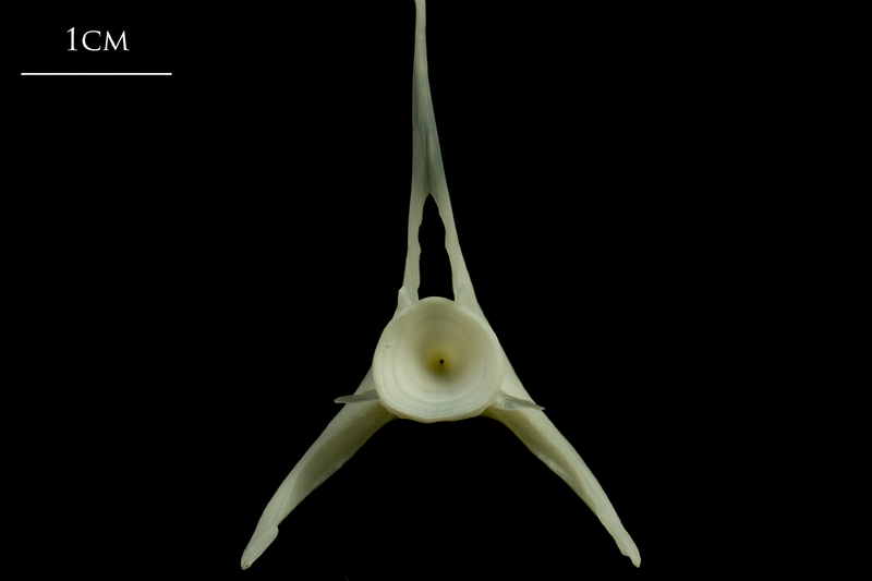 Whiting precaudal vertebra posterior view