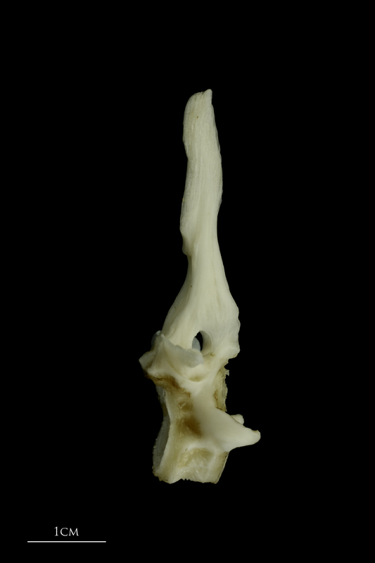 Grey Triggerfish first vertebra lateral view