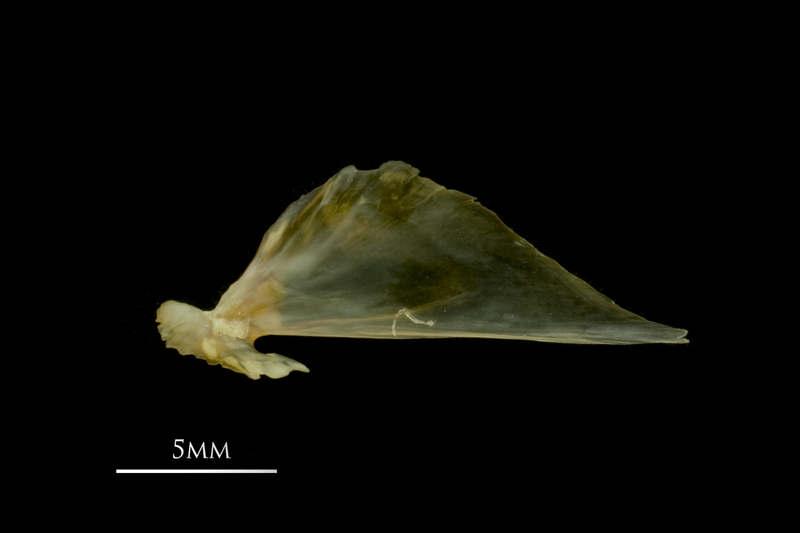 European smelt articular medial view