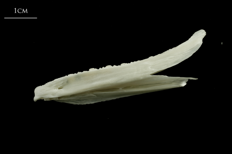 Ling dentary lateral view