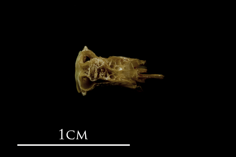 John dory basioccipital dorsal view