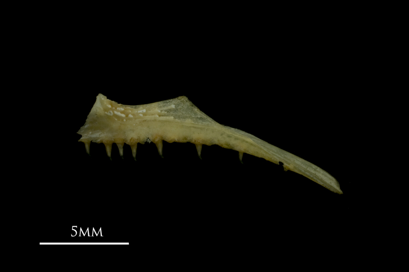 Arctic Char premaxilla lateral view