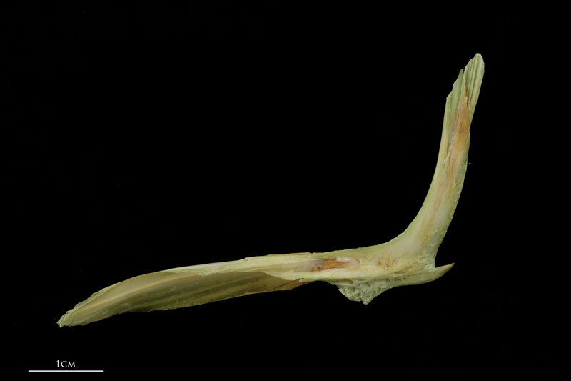 John dory cleithrum lateral view