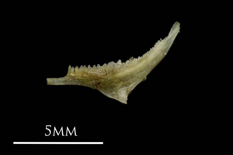 Sandsmelt pharyngeal lateral view