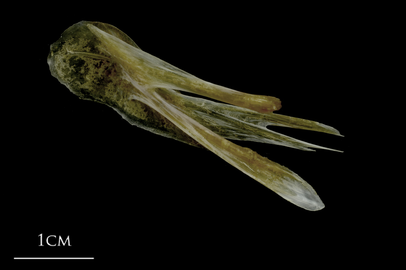 Spanish mackerel posttemporal medial view