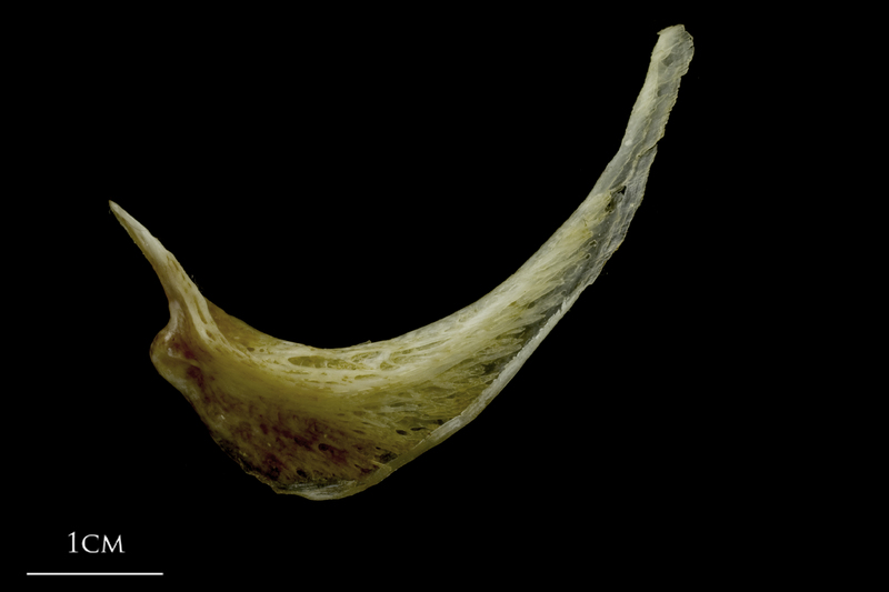 European conger for assessment lateral view