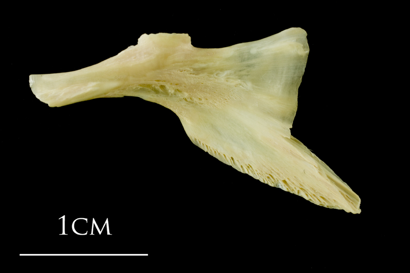 Atlantic cod palatine lateral view