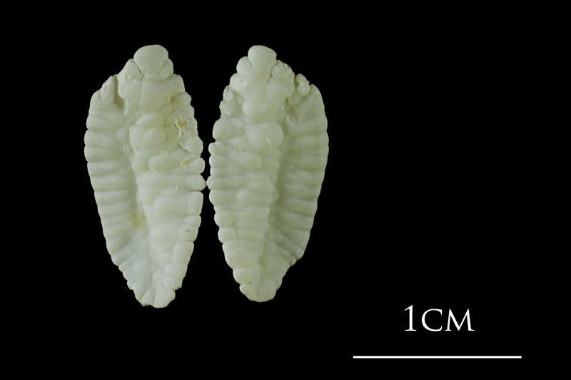 Atlantic cod otolith(s) view 1