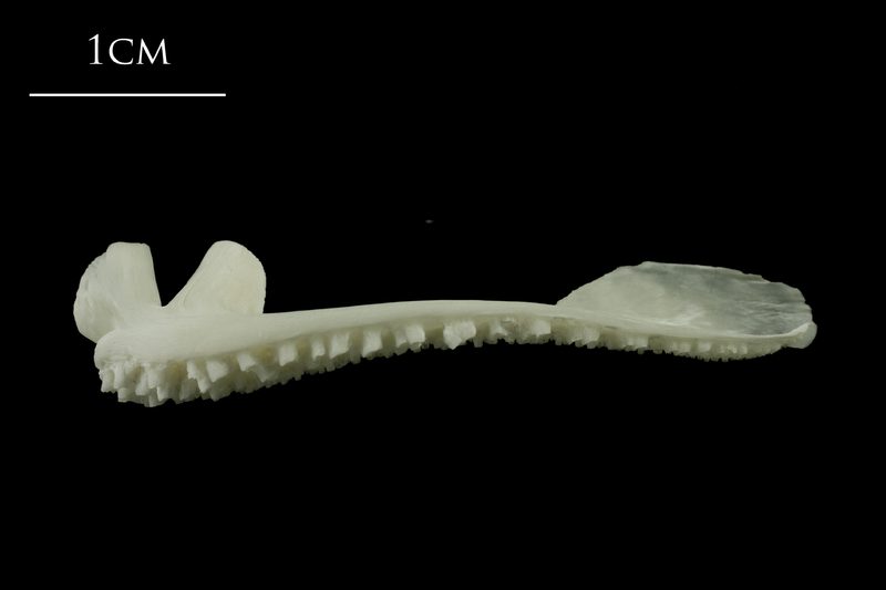 Ling premaxilla lateral view