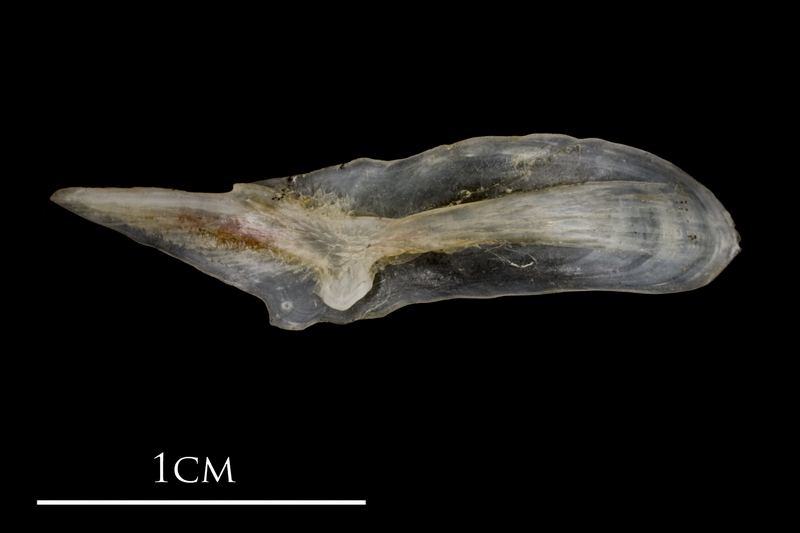 Sea scorpion supracleithrum lateral view