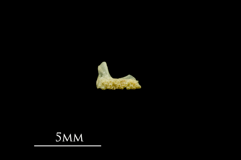 Five-Bearded Rockling premaxilla medial view