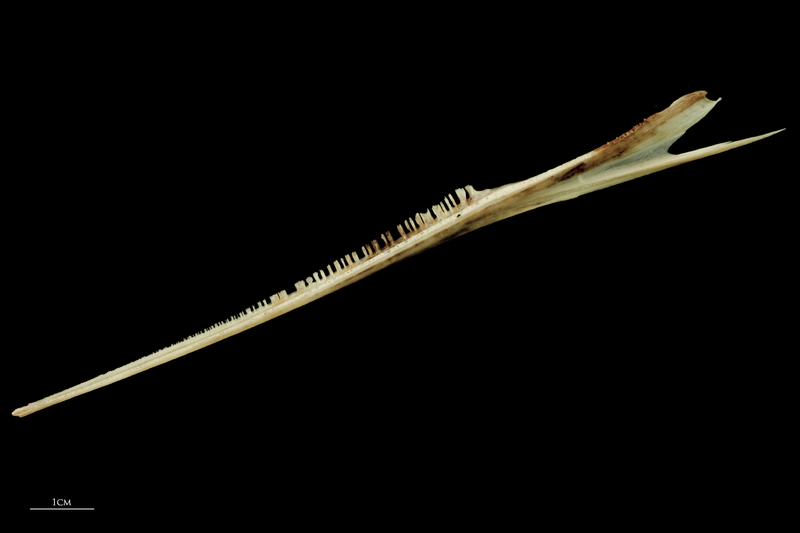 Garfish dentary lateral view