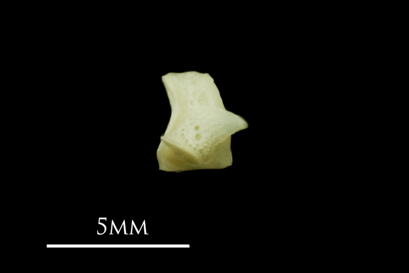 Red mullet first vertebra lateral view