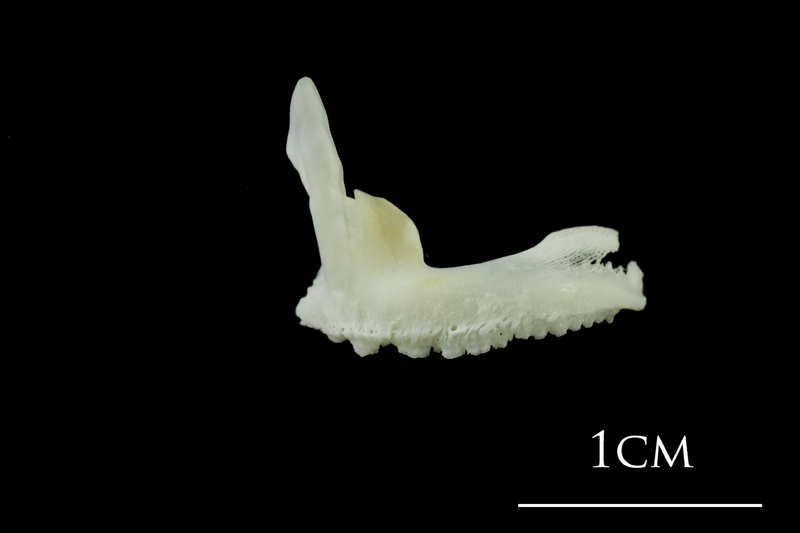 European plaice premaxilla lateral view