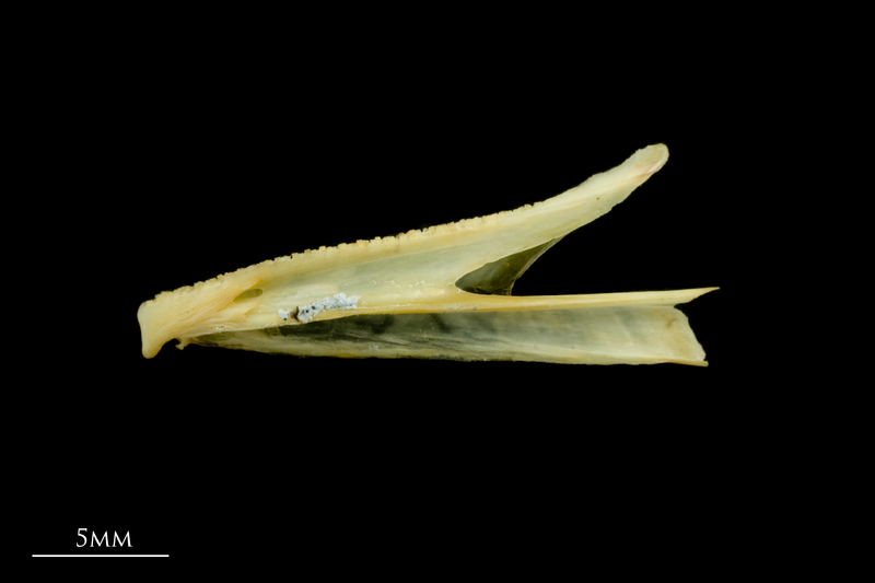 Greater forkbeard dentary lateral view