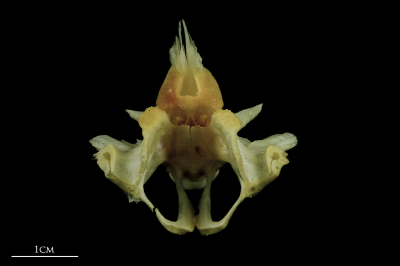 Freshwater bream basioccipital posterior view