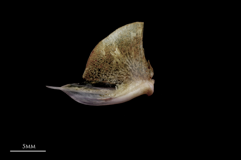 Red seabream quadrate medial view