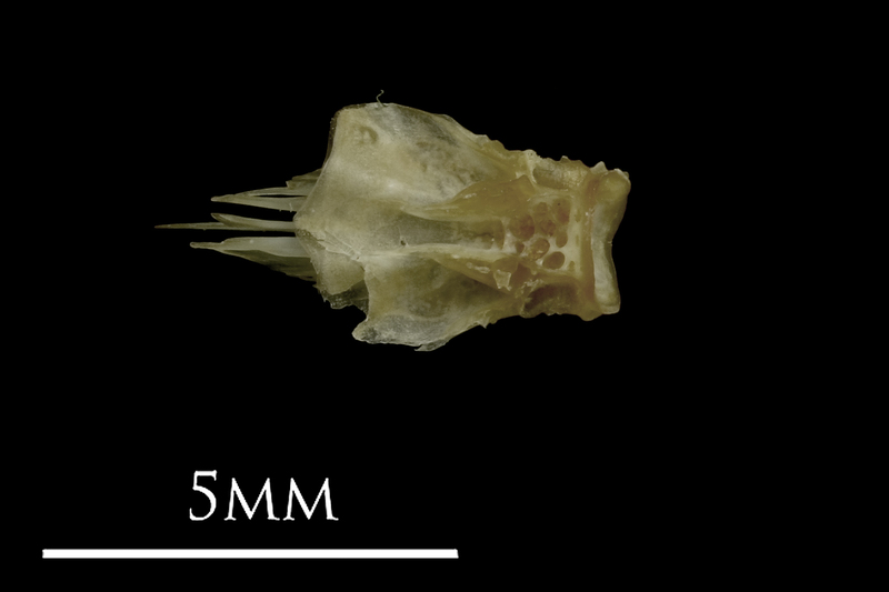 Eelpout basioccipital dorsal view