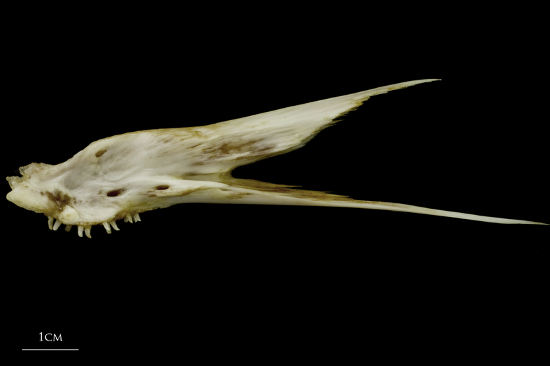 European conger vomer lateral view