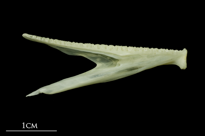 Bullrout dentary medial view