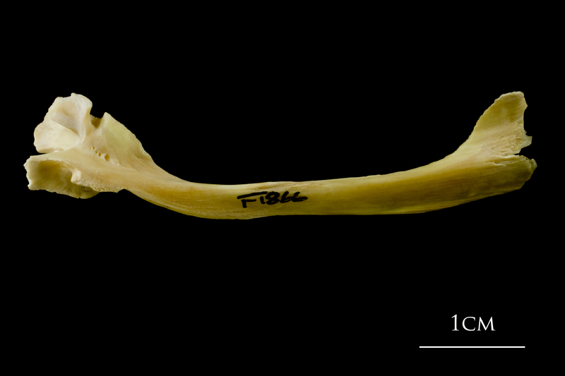 Atlantic cod maxilla lateral view