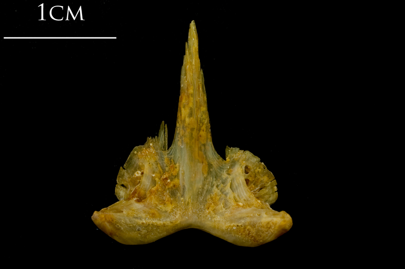 Thinlip grey mullet  vomer ventral view