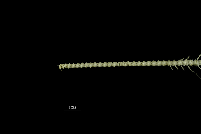 Atlantic herring precaudal vertebra lateral view