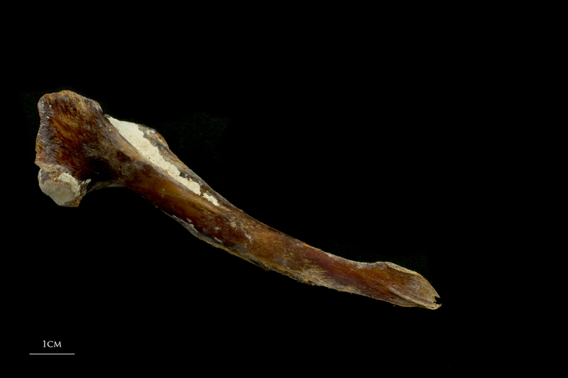 Atlantic bluefin tuna  maxilla medial view