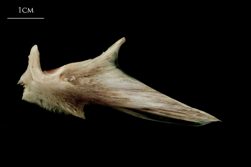 Atlantic halibut articular lateral view