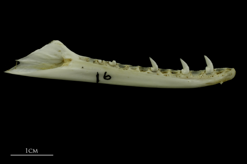 Mediterranean moray dentary medial view