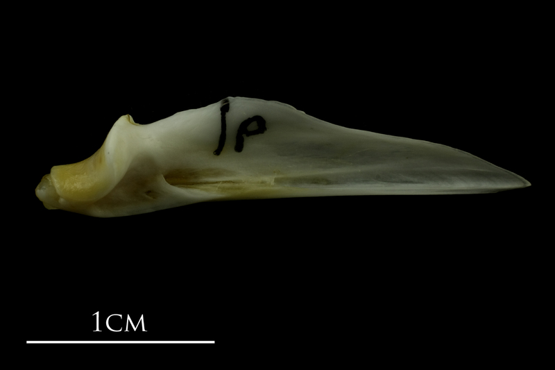 Mediterranean moray articular medial view