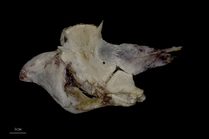 Wels catfish opercular complex medial view