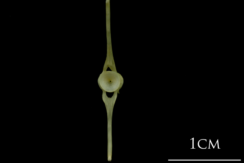 Saithe ultimate vertebra posterior view