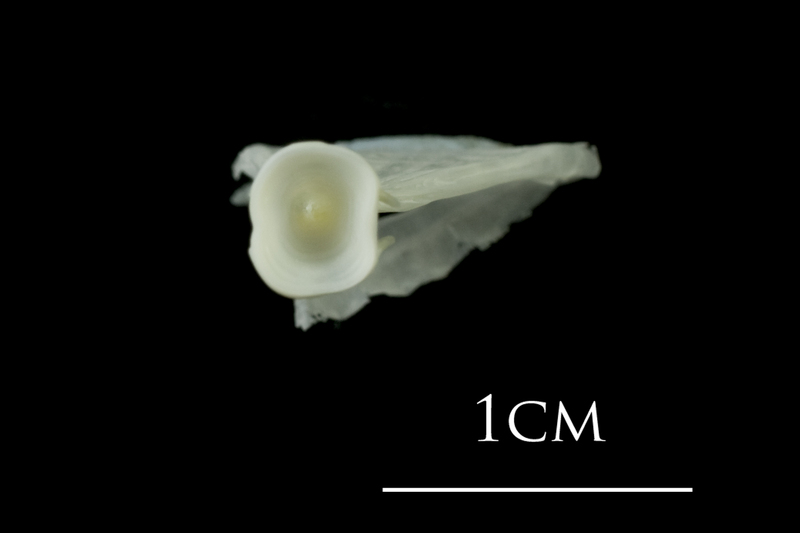 European plaice ultimate vertebra anterior view