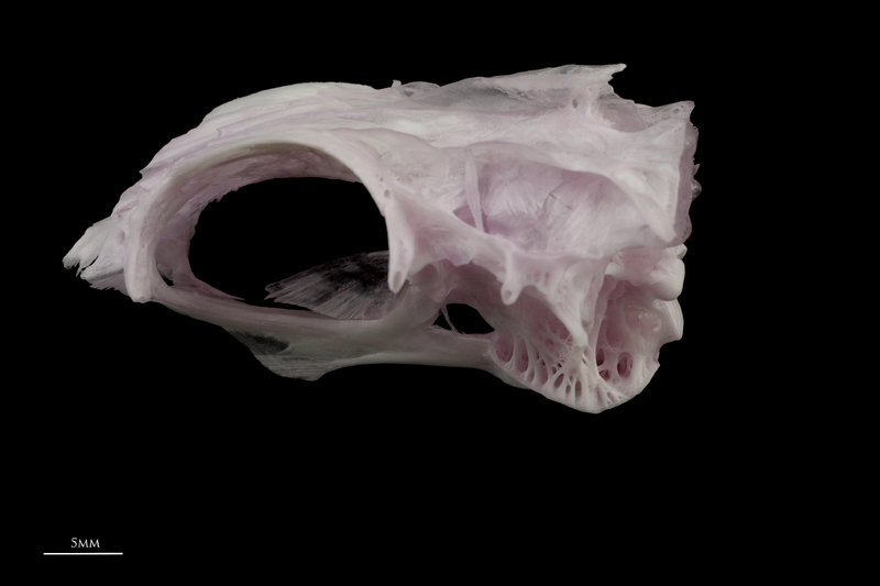 Parrot fish parasphenoid basioccipital complex lateral view