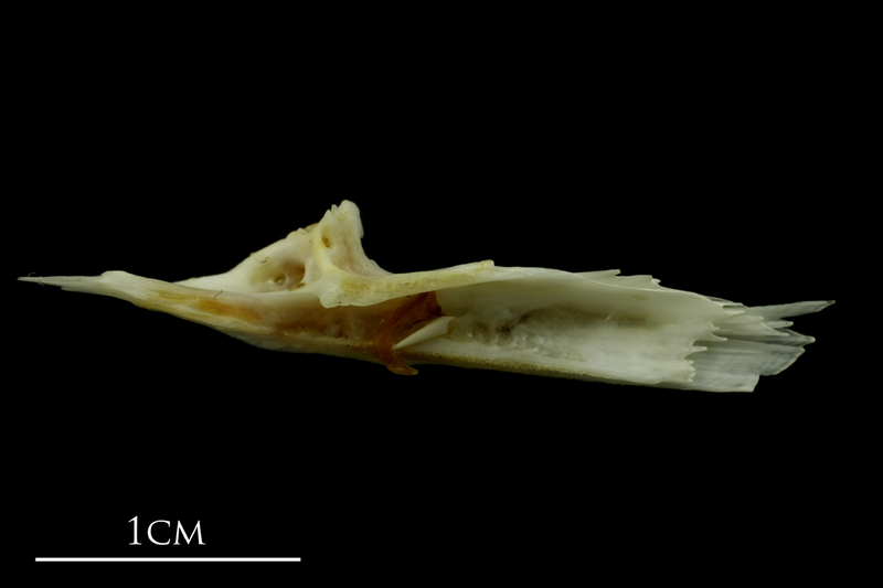 Mediterranean moray preopercular medial view